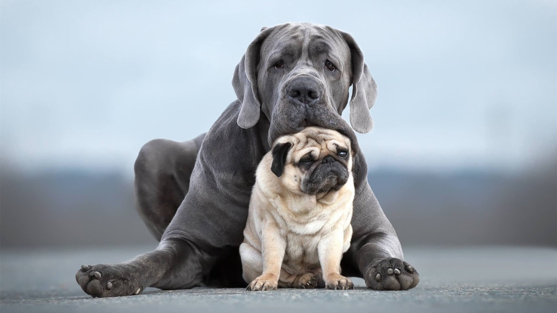 美加墨世界杯焦点战启示录，巴萨式单节爆发如何击溃威尔士防线